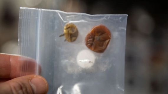 NASA reveals 2 tomatoes after being lost for 8 months