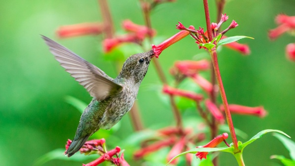 The 4,000-mile migration of native hummingbirds is about to begin – here's how you can help them