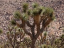 PHOTOS: The many different views of Joshua Tree