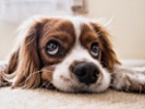 Analysis explains science behind puppy dog eyes