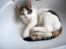 Some theories on why cats go to the bathroom with you