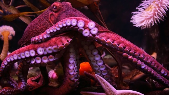 What's the difference between arms and tentacles?