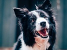 Ark. airport employs dog to scare off geese