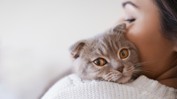 Cats love to meow at humans. Now we know why.