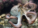 Different octopuses have different brain sizes