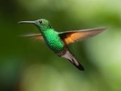 Hummingbirds' hum demystified