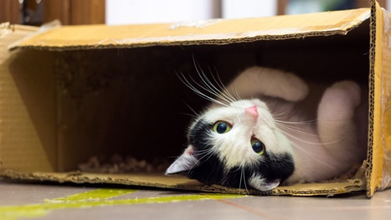 Why do cats love boxes so much?