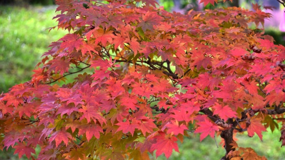 Do I need to fertilize my Japanese maple? An expert gardener reveals how best to care for these impressive trees