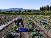 A worker harvests cucumbers at Paynter's Fruit Market farm in the Okanagan Valley in Kelowna, British Columbia, Canada, on Wednesday, July 3, 2024. British Columbia has more fruit farms than any other province, with more than twice as many growers as Ontario and Quebec combined, CBC reports. Photographer: SeongJoon Cho/Bloomberg via Getty Images