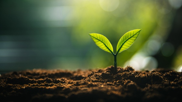 How to make soil more acidic – 9 easy ways to adjust your soil's pH