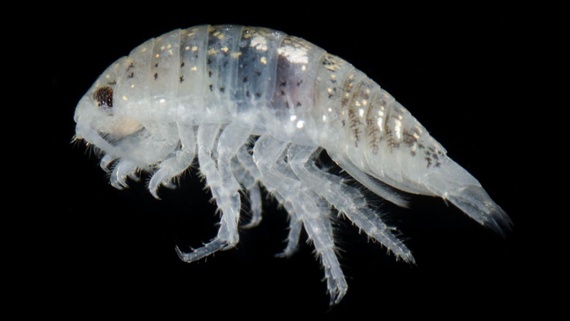 Swarms of 'mini-shark' beach bugs are on a foot-biting rampage in California