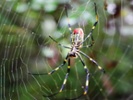 Millions of huge flying spiders could invade East Coast