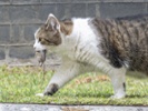 Cats can be indiscriminate killers, eaters