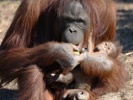 An orangutan learned how to nurse by watching a human