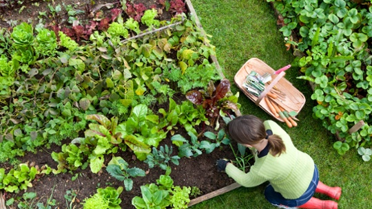 I’m a gardening expert, and this is the one piece of kit I couldn’t do without