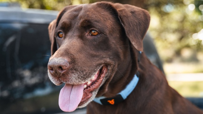 This AI collar can help your dog talk&hellip; sort of