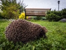 CDC warns hedgehog owners not to kiss their pets