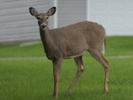 Researchers tested deer for the coronavirus and found it