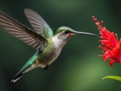 How do hummingbirds hover without touching flowers?