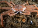 Puppets helped crabs prepare to save reefs