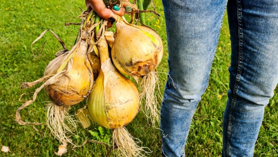 How to grow bigger onions – 5 tips from a professional kitchen gardener