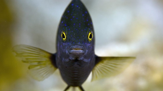 Invasive rats are changing how reef fish behave. It's because there's not enough bird poop.