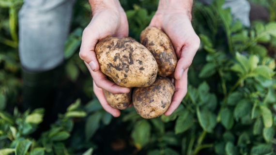 These are the secrets to growing bigger potatoes – advice from professional growers guaranteed to boost your harvest