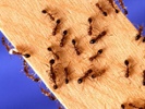 Fire ants are moving north