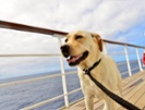 Next year, this cruise ship will go to the dogs