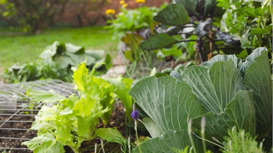 Why is it important to fertilize a vegetable garden in the fall? Expert advice on feeding your soil ahead of warmer months