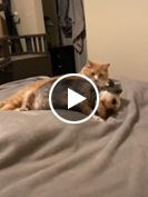 Sarge the dog and Conan the cat melt TikTok hearts