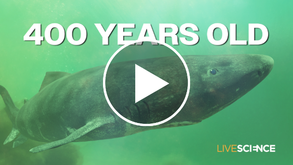 What secrets are Greenland sharks hiding in their DNA?