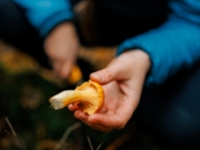 Squamish, BC, Canada - November 07, 2024: Close up of a woman holding a Chanterelle mushroom while she searches for wild mushrooms in a rainforest near Squamish, British Columbia, on Nov. 7, 2024. The region&rsquo;s damp, temperate climate creates ideal conditions for foraging a variety of edible fungi.