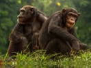 Chimps show "audience effect" when performing tasks