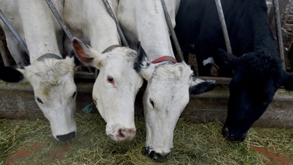 4th person catches bird flu from cows, this time in Colorado