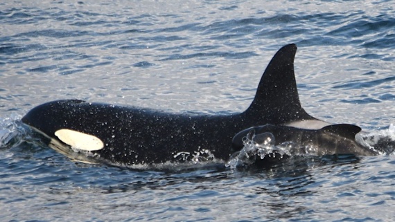 Orca appears to adopt (or abduct) a baby pilot whale