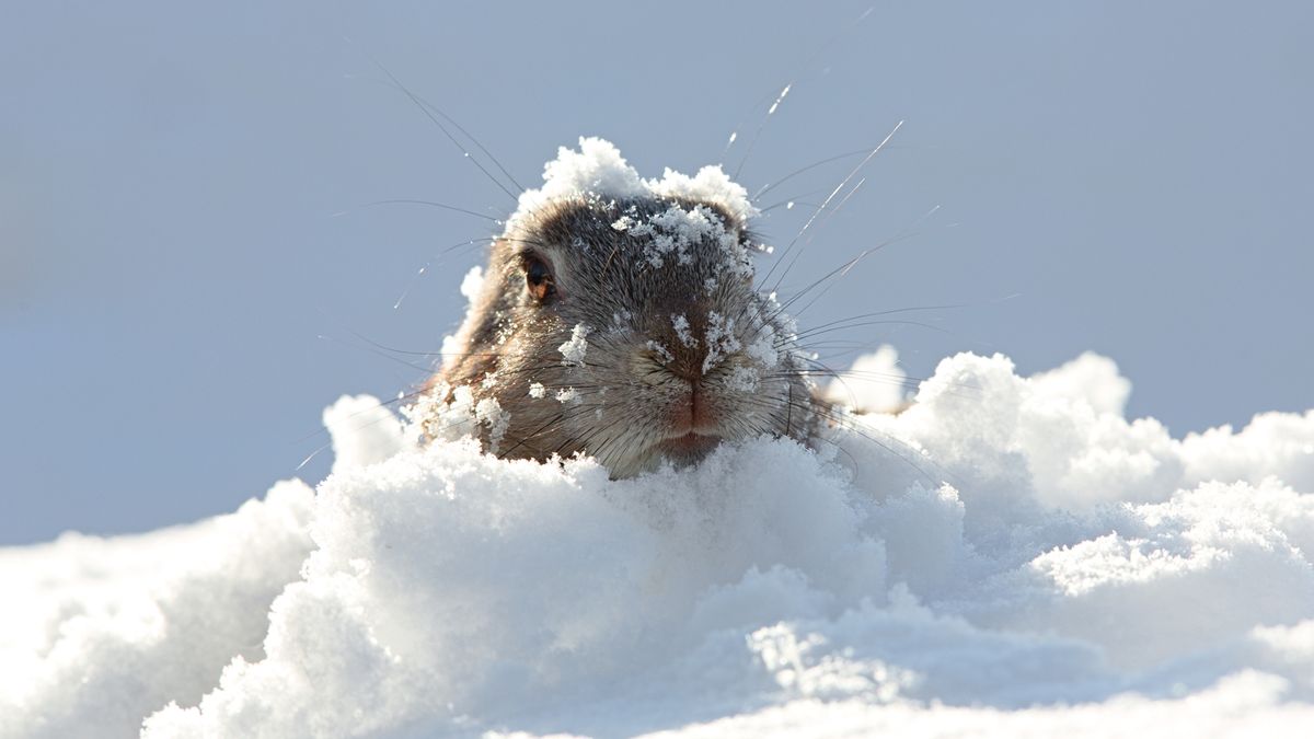 Surprise, Groundhog Day isn't the midpoint of winter