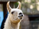 Scientists test flu vaccine containing llama antibodies