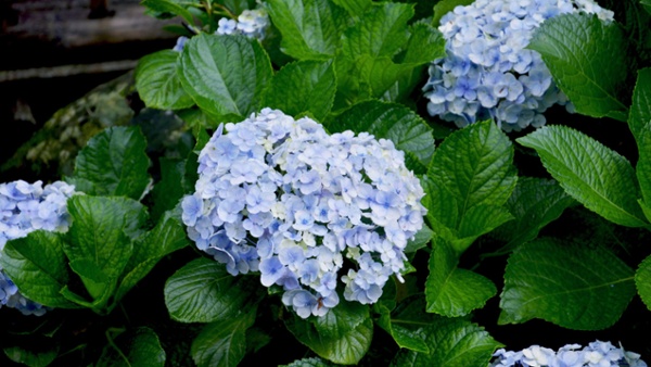 When to prune Endless Summer hydrangeas for better blooms – and the crucial times to avoid snipping