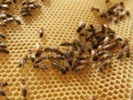 Giant adds pollinator field at Pa. headquarters