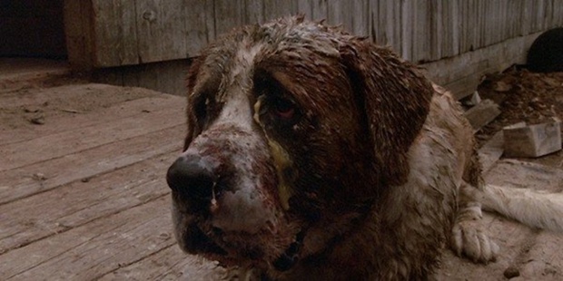 Adapting Stephen King's Cujo: Does The 1983 Classic Meet Its Full Horror Potential?