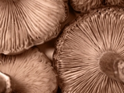 Two River Mushrooms scales up amid specialty sales surge