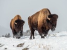 Yellowstone's "Zone of Death" sounds grisly