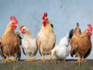 Are chickens happy or sad? Turns out, we can tell