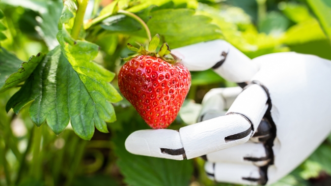 A robot hand picking strawberries