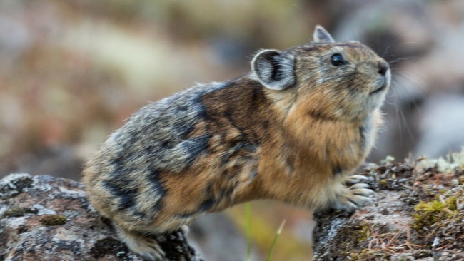 Turuchan pika: The adorable ball of fluff that just loves to play