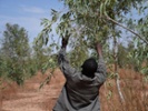 The Great Green Wall isn't getting greener