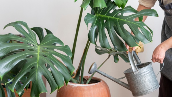 Now is the time to fertilize your monstera for a luscious indoor jungle