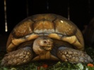 1,500 turtles and tortoises discovered in abandoned suitcases