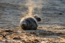 Elephant seal pup takes epic journey